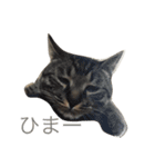 あずひびの日常（個別スタンプ：11）