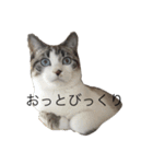 あずひびの日常（個別スタンプ：12）