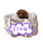 わたしのココアちゃん♡（個別スタンプ：6）