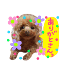 わたしのココアちゃん♡（個別スタンプ：8）