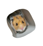 ちゃなむのすたんぷ（個別スタンプ：6）