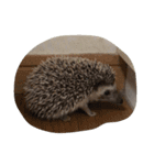 ハリネズミの栗太（個別スタンプ：1）
