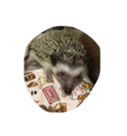 ハリネズミの栗太（個別スタンプ：2）