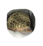 ハリネズミの栗太（個別スタンプ：4）
