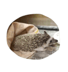 ハリネズミの栗太（個別スタンプ：5）