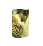 ハリネズミの栗太（個別スタンプ：13）
