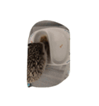 ハリネズミの栗太（個別スタンプ：14）
