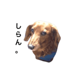 ミニチュアダックス犬（個別スタンプ：2）