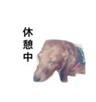 ミニチュアダックス犬（個別スタンプ：4）