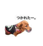 ミニチュアダックス犬（個別スタンプ：5）