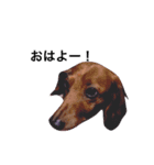 ミニチュアダックス犬（個別スタンプ：6）