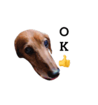 ミニチュアダックス犬（個別スタンプ：8）