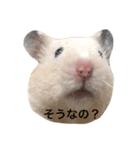 キンクマてぃーだくん（個別スタンプ：8）