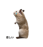 キンクマてぃーだくん（個別スタンプ：11）