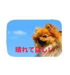 ワイマ日記スタンプ（個別スタンプ：9）