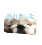 ワイマ日記スタンプ（個別スタンプ：12）
