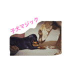 ワイマ日記スタンプ（個別スタンプ：16）