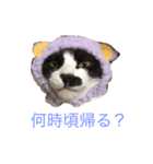 にゃんたち2（個別スタンプ：1）