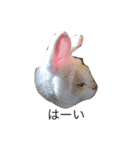 にゃんたち2（個別スタンプ：4）