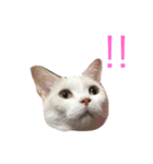 にゃんたち2（個別スタンプ：5）
