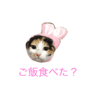 にゃんたち2（個別スタンプ：6）
