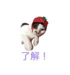 にゃんたち2（個別スタンプ：8）