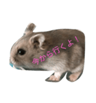 ハム次郎くん（個別スタンプ：1）