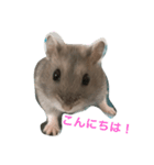 ハム次郎くん（個別スタンプ：5）