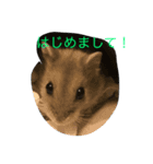 ハム次郎くん（個別スタンプ：6）