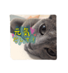 愛猫スタンプ（個別スタンプ：6）