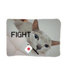 愛猫スタンプ（個別スタンプ：7）