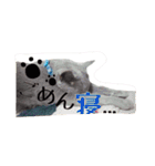 愛猫スタンプ（個別スタンプ：8）