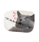 愛猫スタンプ（個別スタンプ：10）