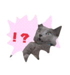 愛猫スタンプ（個別スタンプ：12）