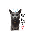 愛猫スタンプ（個別スタンプ：13）