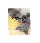 愛猫スタンプ（個別スタンプ：14）