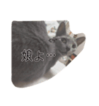 愛猫スタンプ（個別スタンプ：16）