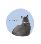 愛猫スタンプ（個別スタンプ：20）