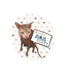 愛猫スタンプ（個別スタンプ：25）