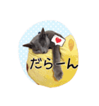 愛猫スタンプ（個別スタンプ：27）