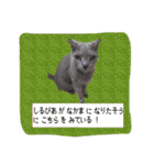 愛猫スタンプ（個別スタンプ：28）