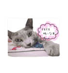 愛猫スタンプ（個別スタンプ：30）