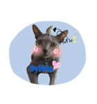 愛猫スタンプ（個別スタンプ：31）