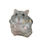 まったりおハム♡虎太郎（個別スタンプ：11）