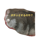 まったりおハム♡虎太郎（個別スタンプ：12）
