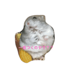 まったりおハム♡虎太郎（個別スタンプ：16）