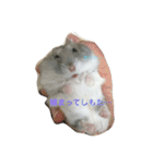 まったりおハム♡虎太郎（個別スタンプ：25）