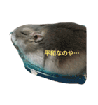 まったりおハム♡虎太郎（個別スタンプ：31）