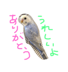 セキセイインコのミロ（個別スタンプ：1）