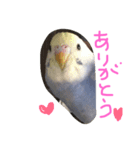 セキセイインコのミロ（個別スタンプ：3）